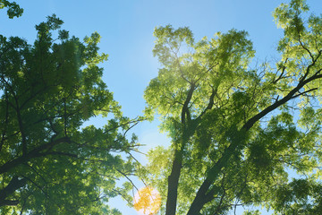 green tree brances