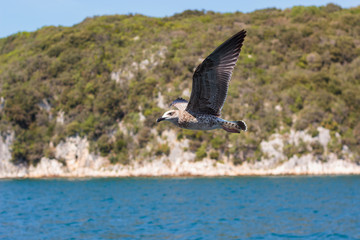 Möwe im Limski Kanal