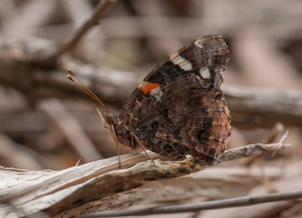 Red Admiral Butterfly