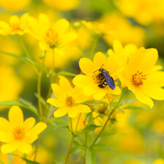 Double banded scoliid wasp on wild sunflower bloom.