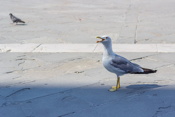 Möwe in Triest