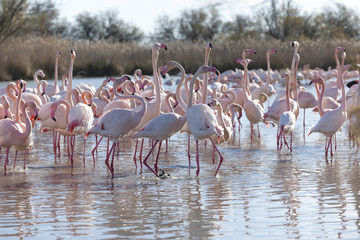 Obraz premium Flamingos