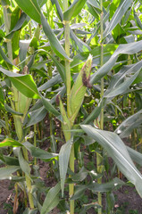 Obraz premium corn field / field of corn