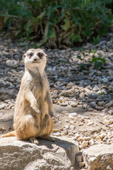 Fototapeta premium an adult meerkat watching 