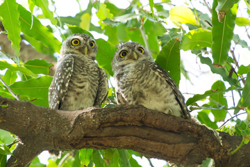 owls