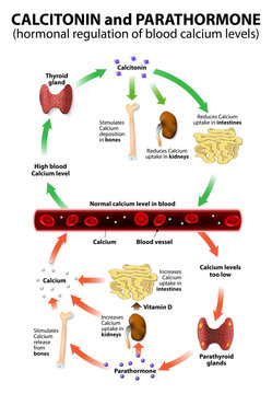 Hormonal regulation of blood calcium levels