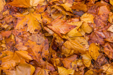 Obraz premium Autumn Yellow Leaves