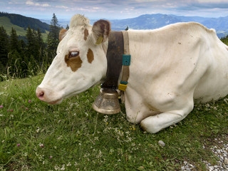 Portrait of a cow with a cowbell in a blooming meadow with blue ridge mountains in the distant...