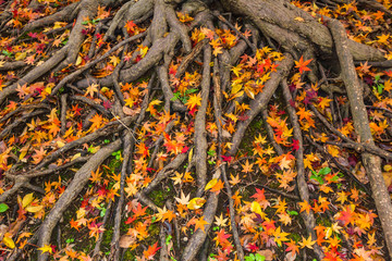 Yellow and red color leaves fallen on ground in Autumn