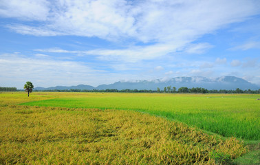 Harvest rice field in Mekong Delta, An Giang, Vietnam