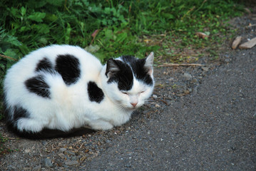 snoozing lonely cat 