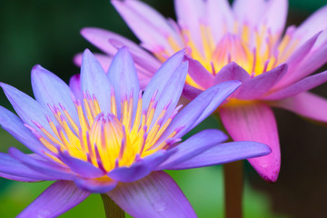 Fototapeta premium Lotus flower on the water