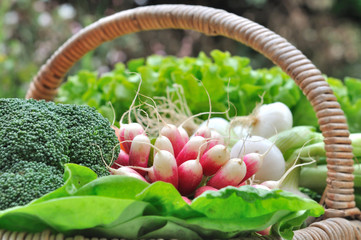 botte de radis parmi légumes vert dans panier 