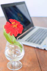 red flower in vase and book and laptop on desk