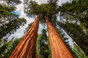 Giant tree closeup in Sequoia National Park, California