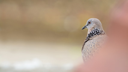 Spotted Dove (bird) with copyspace
