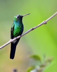  Cuban Emerald Hummingbird (Chlorostilbon ricordii)