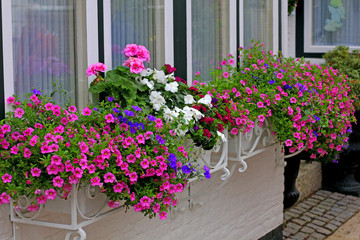flowers in a pot on a window