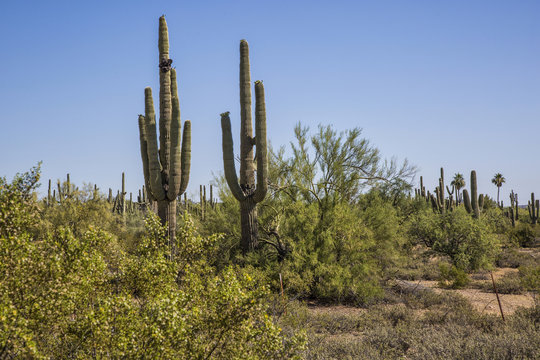 Desert Saguaros, Scottsdale, Arizona © enrico113