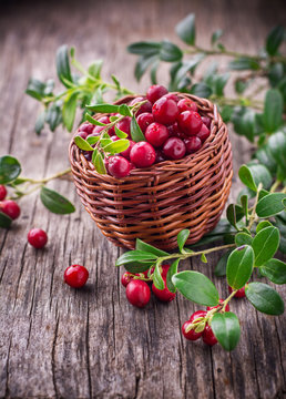 Fresh cranberries in a  basket
