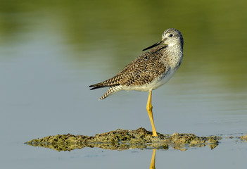 Greater Yellowlegs (Tringa Melanoleuca)
