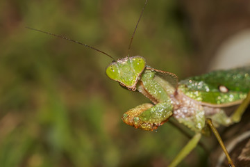 Mantis