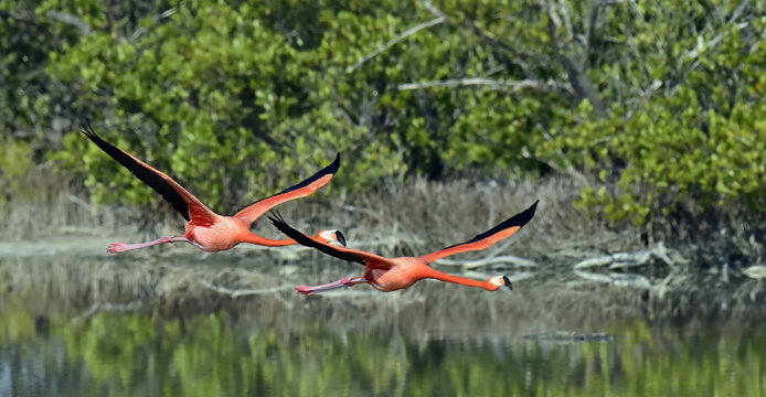 Fototapeta Flying Caribbean flamingos (Phoenicopterus ruber)