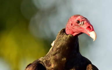 Turkey Vulture (Cathartes aura)