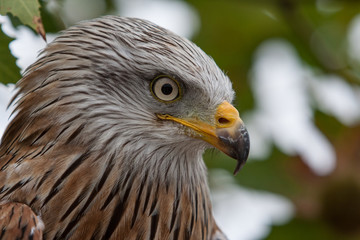 Red kite (Milvus milvus) autumn colours