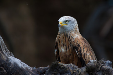 Red kite (Milvus milvus) autumn colours