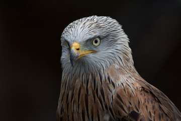 Red kite (Milvus milvus) autumn colours