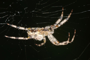 Garden Spider