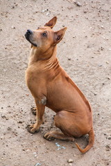 Brown Thai Ridgeback