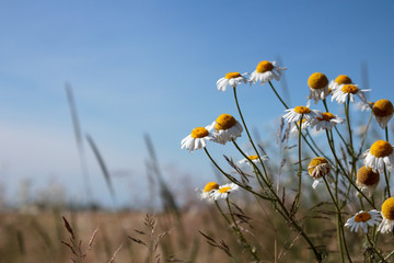 Margeriten am Feld..