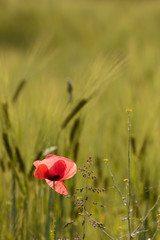 Mohn am Feldrand..