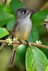 Obraz premium Cuban pewee (Contopus caribaeus)