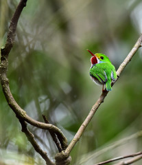 Cuban Tody (Todus multicolor)