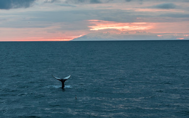 Humpback Whale Tail in Iceland at Sunset © Jonathan Steinhoff