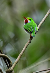 Cuban Tody (Todus multicolor)