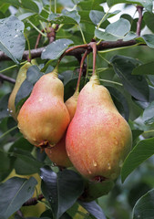 Ripe  pears on the branches of tree in a garden