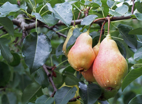 Ripe  pears on the branches of tree in a garden