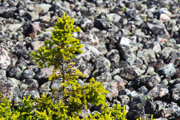 fir-tree in a taiga against stones