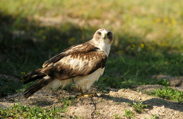 pose de aguila calzada