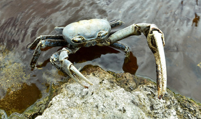 Blue Land Crab (Cardisoma Guanhumi) Mangrove Land Crab likely to be Cardisoma guanhumi Maria La Gorda Guanahacabibes UNESCO Biosphere Reserve Cuba Caribbe 