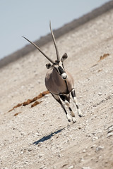 Oryx-Antilope