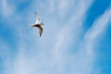 Obraz premium tern flies against the blue sky