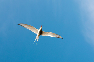 tern flies against the blue sky