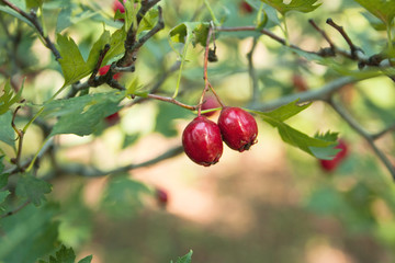 Obraz premium red ripe fruit