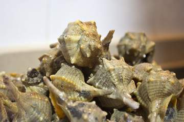 Cañaillas