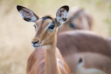 Impala doe head close-up portrait lovely colours